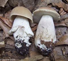 Image result for Boletus variipes