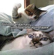 Hale Sumer Adli Kullanicinin Sevimli Kediler Panosundaki Pin Hayvan Sozleri Komik Kediler Komik Hayvan