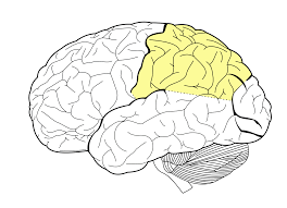 Image result for Parietal Lobe