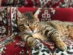 Bengal Kittens & Cats for Sale Near Me | Wild & Sweet Bengals