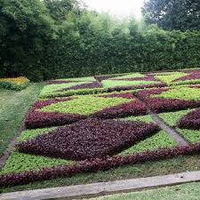 Image result for Iresine lindenii