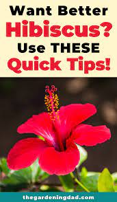 Ultimate Guide To Hibiscus Care Indoors The Gardening Dad Hibiscus Plant Growing Hibiscus Hibiscus Tree Care