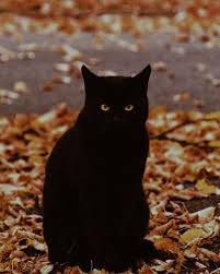✓ free for commercial use ✓ high quality images. Eternal Autumn Witchyautumns Octoberleavess Fall Cats Black Cat Cats