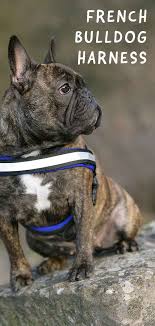 French bulldog blue french bulldog puppies french bulldogs cute puppies. Best French Bulldog Harness Which Frenchie Harness Is Best And Why