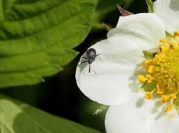 Image result for květopas jahodníkový