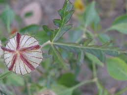 Image result for Hibiscus tridactylites