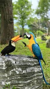 Fertile Bird Eggs For Sale Usa We Are Specialized In The Breeding Of Birds Parrots And We Sell Very Fertile Candle Lit Eggs Of All Species Of Parrots All In 2020 Pet Birds Animals Beautiful Animals