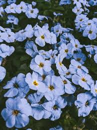You can also upload and share your favorite blue cute wallpapers. 90 000 Best Blue Flowers Photos 100 Free Download Pexels Stock Photos