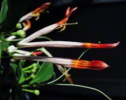 Image result for Loranthaceae