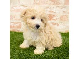 Light colors are most commonly seen.their beautiful coat is usually soft and fluffy, slight wave to curl depending on genetics. Maltipoo Puppies Petland Aurora