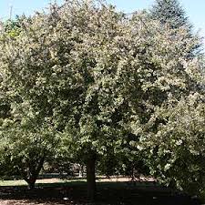 Flowering crab apple trees for sale | the tree center. Crab Apple Trees Nurseries Online Australia