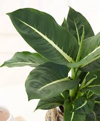 Dieffenbachia Green Magic Plants Big Indoor Plants Green Magic
