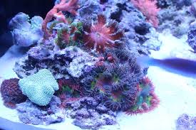 Maybe you would like to learn more about one of these? My Rock Flower Anemones Are Having Babies Reef2reef Saltwater And Reef Aquarium Forum