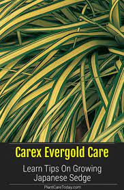 Carex Evergold Care Learn Tips On Growing Japanese Sedge Japanese Sedge Flower Spike Deer Resistant Plants