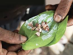 Mostly, people use betel leaves in asian countries. A Bite Of History Betel Chewing In Singapore