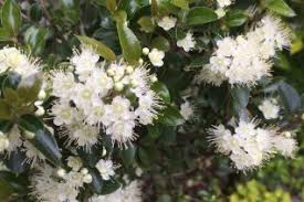 Image result for Myrtaceae