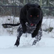 Pin By Nella Lindber On Bulldog Buldoggi Pitbull Terrier Koira