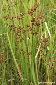 Image result for Juncaceae