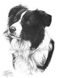 Black And White Collie Dog Drawing Pin By Antipsyche Iz On Mylove Border Collie Art Collie Dog Dog Portraits