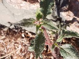 Image result for Trichodesma physaloides
