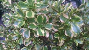 = day (before 6 p.m.) = evening (after 6 p.m.) = bow tie colour = ladies. Evening Glow Coprosma Houseplants By Studley S