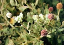 Image result for Sphaeranthus gazaensis