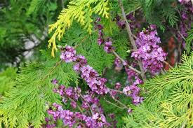 Image result for Daphne mezereum