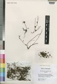 Image result for Stemodiopsis buchananii