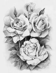 Pencil Drawing Rose Roses Drawing Flower Drawing Rose Drawing