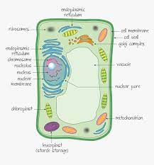 Check spelling or type a new query. Ultrastructure Of A Eukaryotic Cell A Plant Cell Hd Png Download Transparent Png Image Pngitem