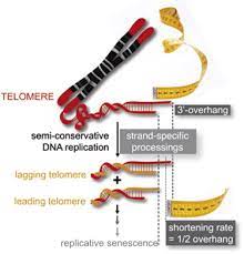 Elucidation Of The Dna End Replication Problem In Saccharomyces Cerevisiae Sciencedirect