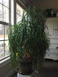 Check out our giant spiders selection for the very best in unique or custom, handmade pieces from our role playing miniatures shops. You Guys Seemed To Enjoy My Mom S Giant Spider Plant Heres A Picture Of Her 4 And A Half Foot Tall Ponytail Palm Houseplants