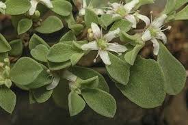 Image result for Galenia procumbens