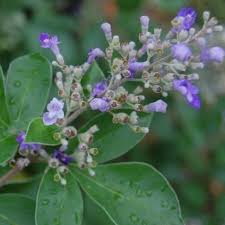 Image result for Vitex trifolia