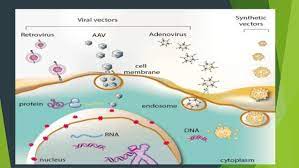 We did not find results for: Transfection