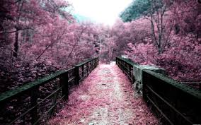 Find anime cherry blossom wallpapers hd for desktop computer. Cherry Blossom Computer Wallpapers Group 80