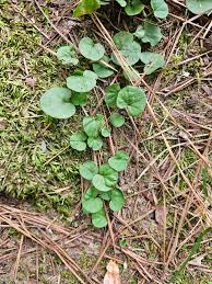 Image result for Dichondra micrantha