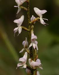 Image result for Disa aconitoides