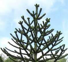 This combination does not exist for this product. Top Blickfang 10 Samen Chilenische Araukarie Araucaria Araucana Schmucktanne Ebay