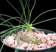 Image result for Albuca setosa