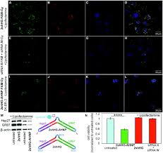 La moins paris.cl is tracked by us since april, 2011. A Multifunctional Toolkit For Target Directed Cancer Therapy Chemical Communications Rsc Publishing