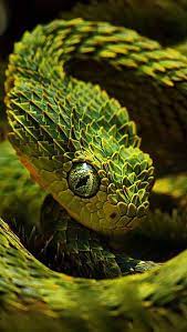 This Snakes Scales Look Like Tiny Trees All Overlapping To Create A Jagged Texture Snake Photos Reptiles And Amphibians Reptiles