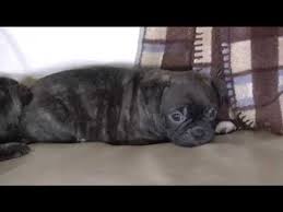 Bugg puppies for sale near me. Bugg Puppies Boston Terrier Pug For Sale From Www Dyerfarms Com Youtube