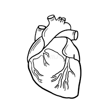 Download Single Continuous Line Art Anatomical Human Heart Silhouette Isolated Heart On White Background Healthy Medicine Concept Design Stock Vector Illustration Of Sketch Doodle 186732736