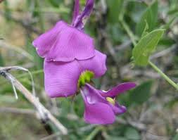 Image result for Otoptera burchellii