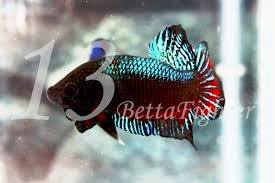 Accurate content you can trust, spreading knowledge on the animal kingdom, and giving back. History Of Indo Fighter Tigablas Betta Fighter