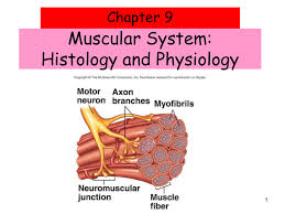 Muscular System Histology And Physiology