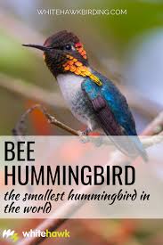 It is native to cuba. Smallest Hummingbird In The World Bee Hummingbird Whitehawk Blog