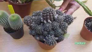 Pueden serlo si están ubicadas en una zona donde reciben mucha luz del exterior, incluso pueden florecer, pero lo ideal es que estén en el exterior. Consejos Sobre Donde Colocar Mis Cactus Caktuky Youtube