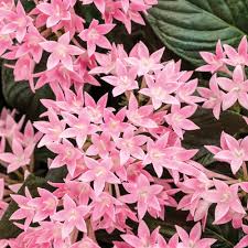 Image result for Pentas lanceolata